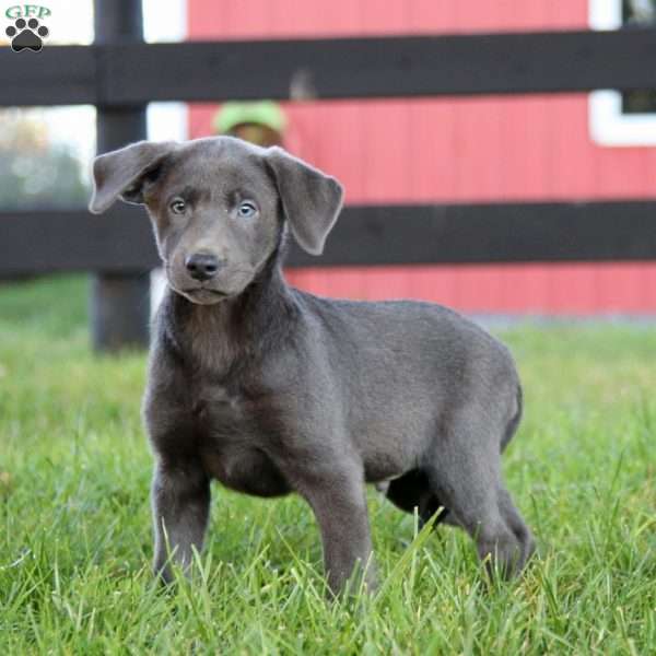 Royal, Charcoal Labrador Retriever Puppy