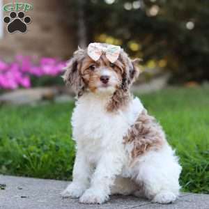 Ruby, Cockapoo Puppy