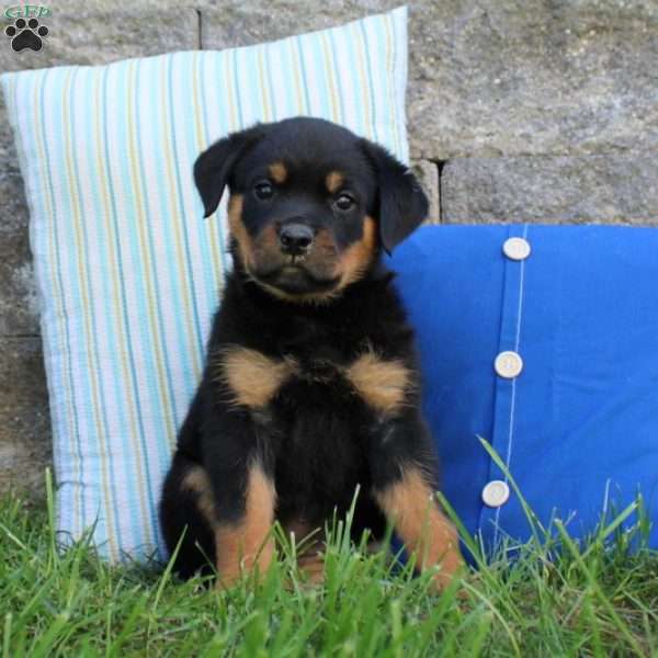 Ruby, Rottweiler Puppy