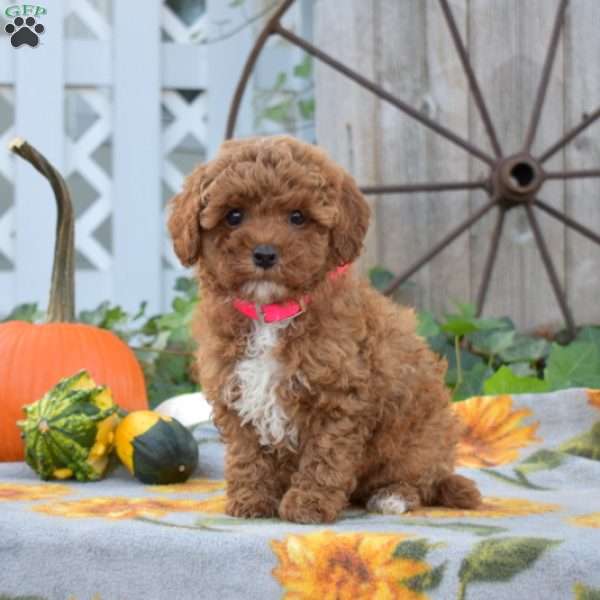 Ruby, Cavapoo Puppy