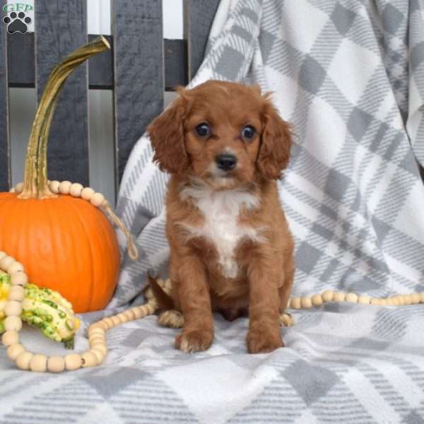 Ruby, Miniature Poodle Mix Puppy