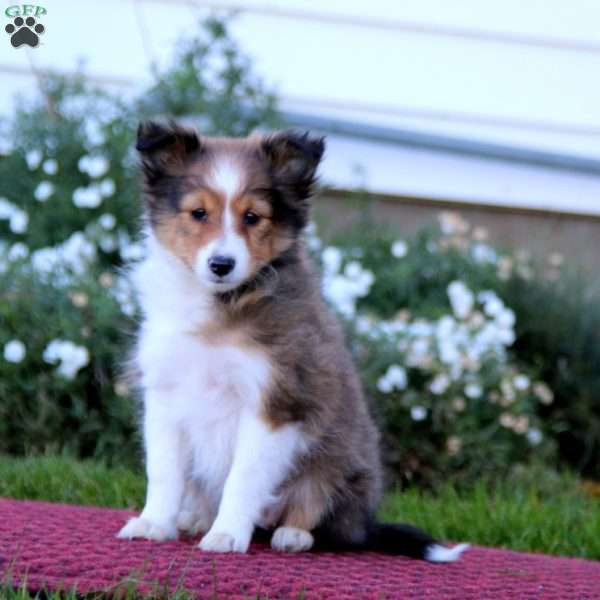 Ruby, Sheltie Puppy