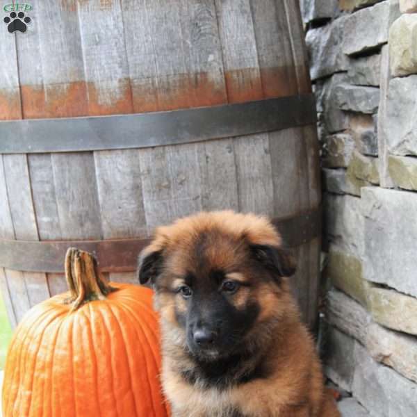 Ruby, German Shepherd Puppy