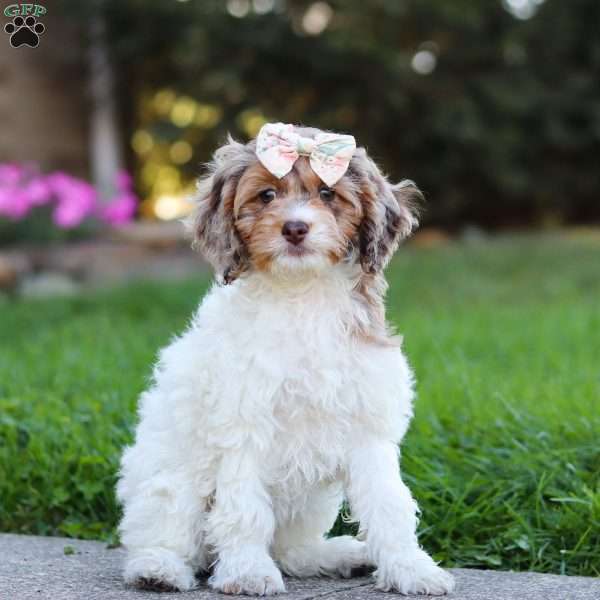 Ruby, Cockapoo Puppy