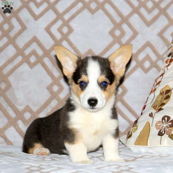 Rudy, Pembroke Welsh Corgi Puppy