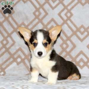 Rudy, Pembroke Welsh Corgi Puppy