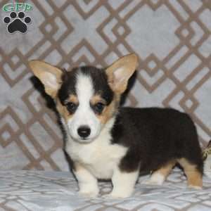 Rudy, Pembroke Welsh Corgi Puppy