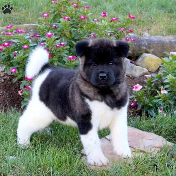 Ruger, Akita Puppy