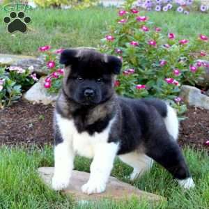 Ruger, Akita Puppy