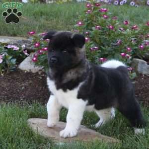 Ruger, Akita Puppy