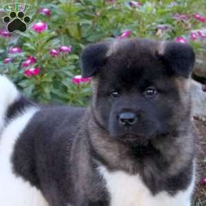 Ruger, Akita Puppy