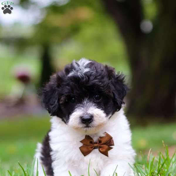 Russel, Maltipoo Puppy