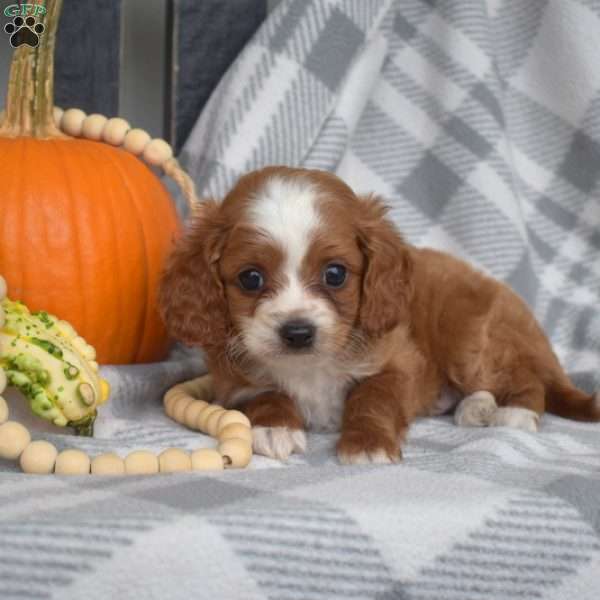 Rusty, Miniature Poodle Mix Puppy