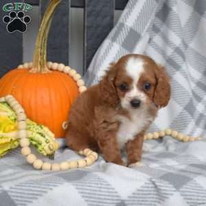 Rusty, Miniature Poodle Mix Puppy