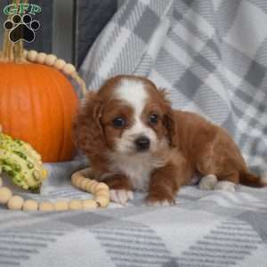 Rusty, Miniature Poodle Mix Puppy