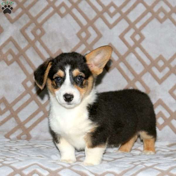 Ryan, Pembroke Welsh Corgi Puppy