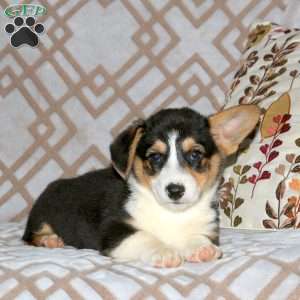 Ryan, Pembroke Welsh Corgi Puppy