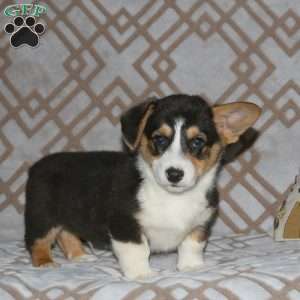 Ryan, Pembroke Welsh Corgi Puppy