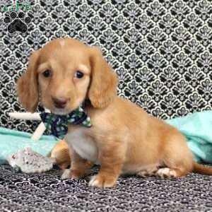 Ryder-Miniature, Dachshund Puppy