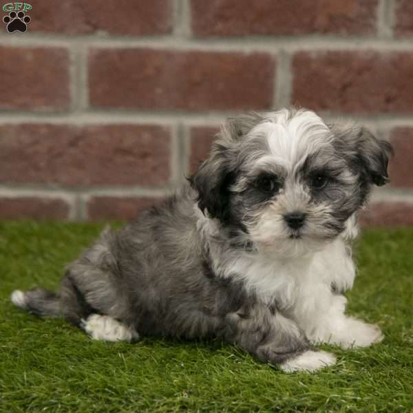 Ryder, Havanese Puppy