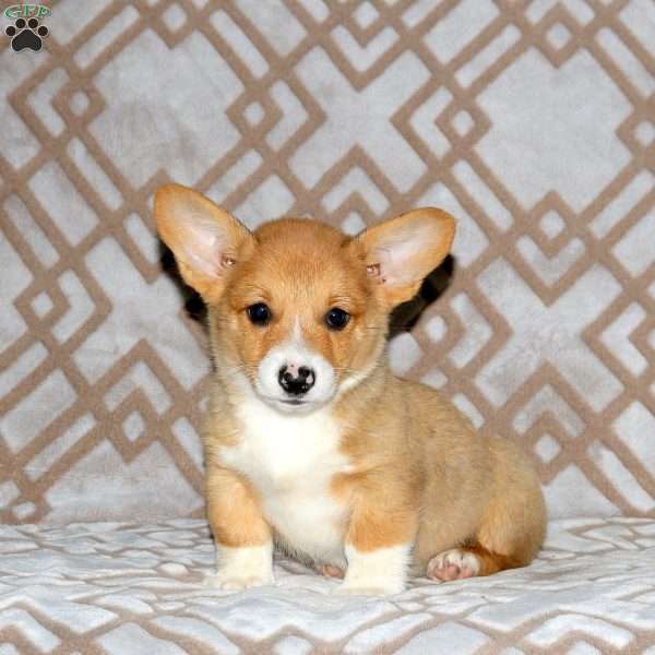 Ryland, Pembroke Welsh Corgi Puppy