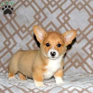 Ryland, Pembroke Welsh Corgi Puppy