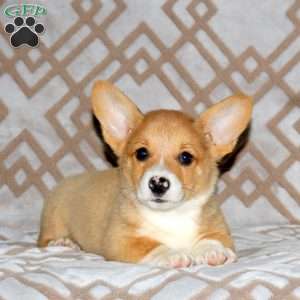 Ryland, Pembroke Welsh Corgi Puppy