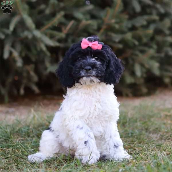 Rylee, Cockapoo Puppy