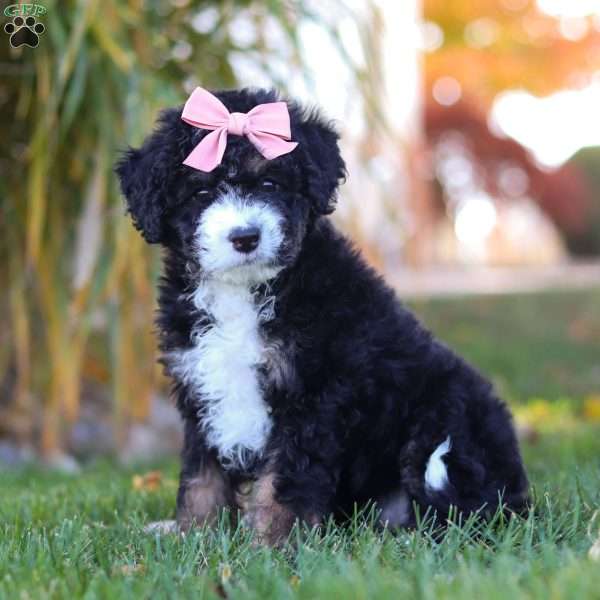 Sadie, Mini Bernedoodle Puppy