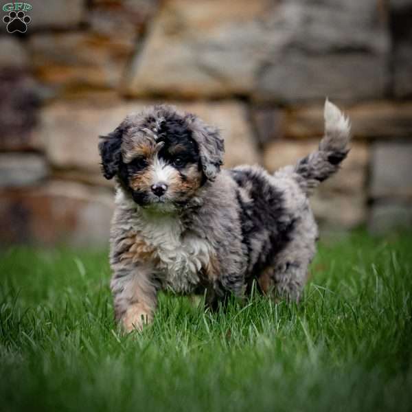 Sadie, Mini Bernedoodle Puppy