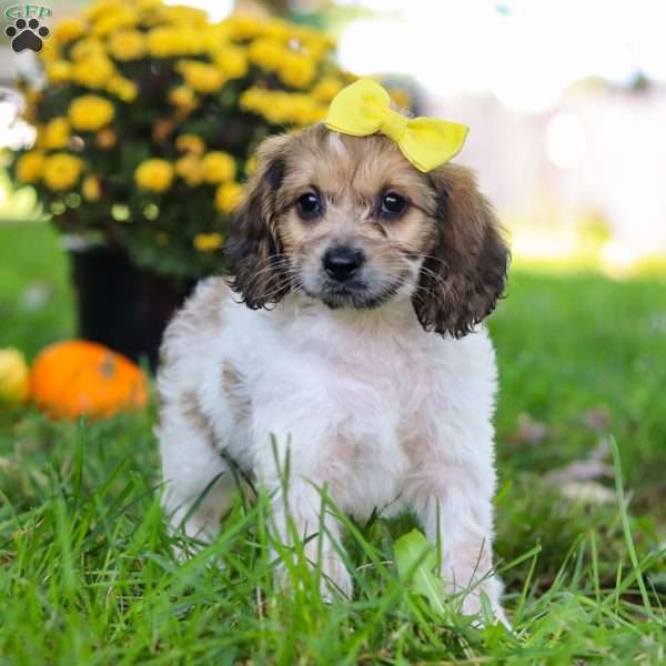 Sadie, Cockapoo Puppy