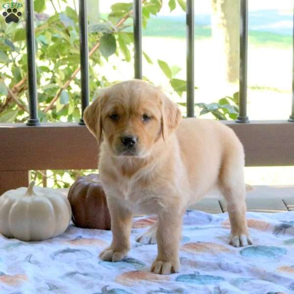 Sadie, Golden Retriever Puppy