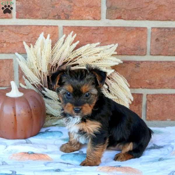 Sadie, Yorkie Puppy