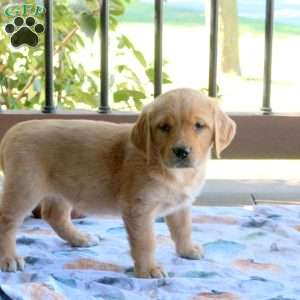 Sadie, Golden Retriever Puppy