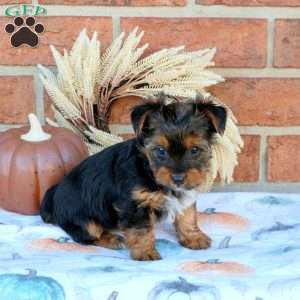 Sadie, Yorkie Puppy