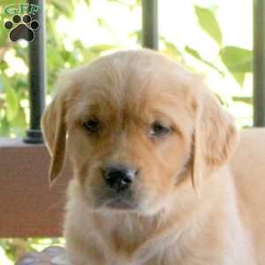 Sadie, Golden Retriever Puppy