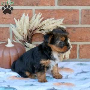 Sadie, Yorkie Puppy