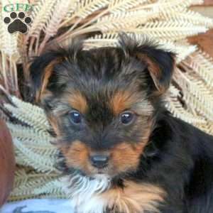 Sadie, Yorkie Puppy