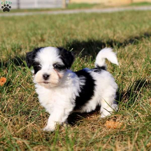 Sadie, Havanese Puppy