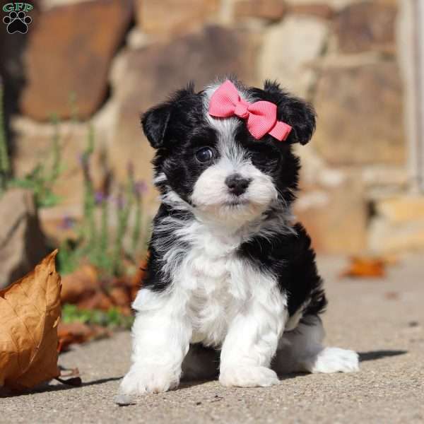 Sage, Havanese Puppy