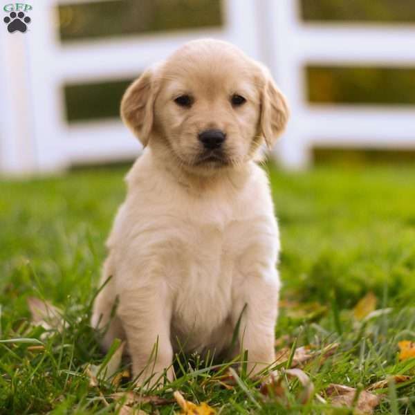 Sage, Golden Retriever Puppy