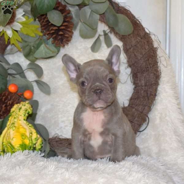 Sage, French Bulldog Puppy