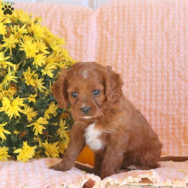 Sage, Cavapoo Puppy