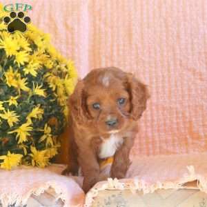 Sage, Cavapoo Puppy