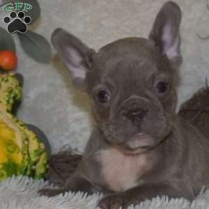 Sage, French Bulldog Puppy