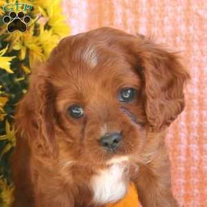 Sage, Cavapoo Puppy