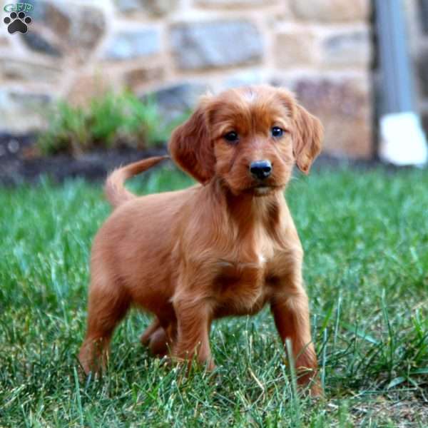 Sage, Irish Setter Puppy