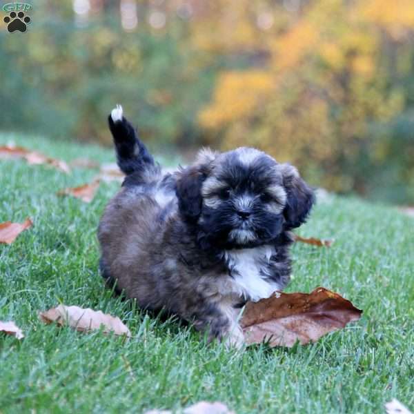 Sage, Shih-Poo Puppy