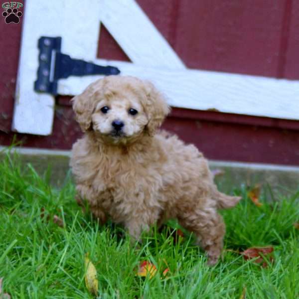 Sage, Cockapoo Puppy