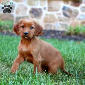 Sage, Irish Setter Puppy